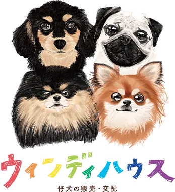 パグ子犬の可愛らしさに迫る！ブリーダーの声を集めてみた